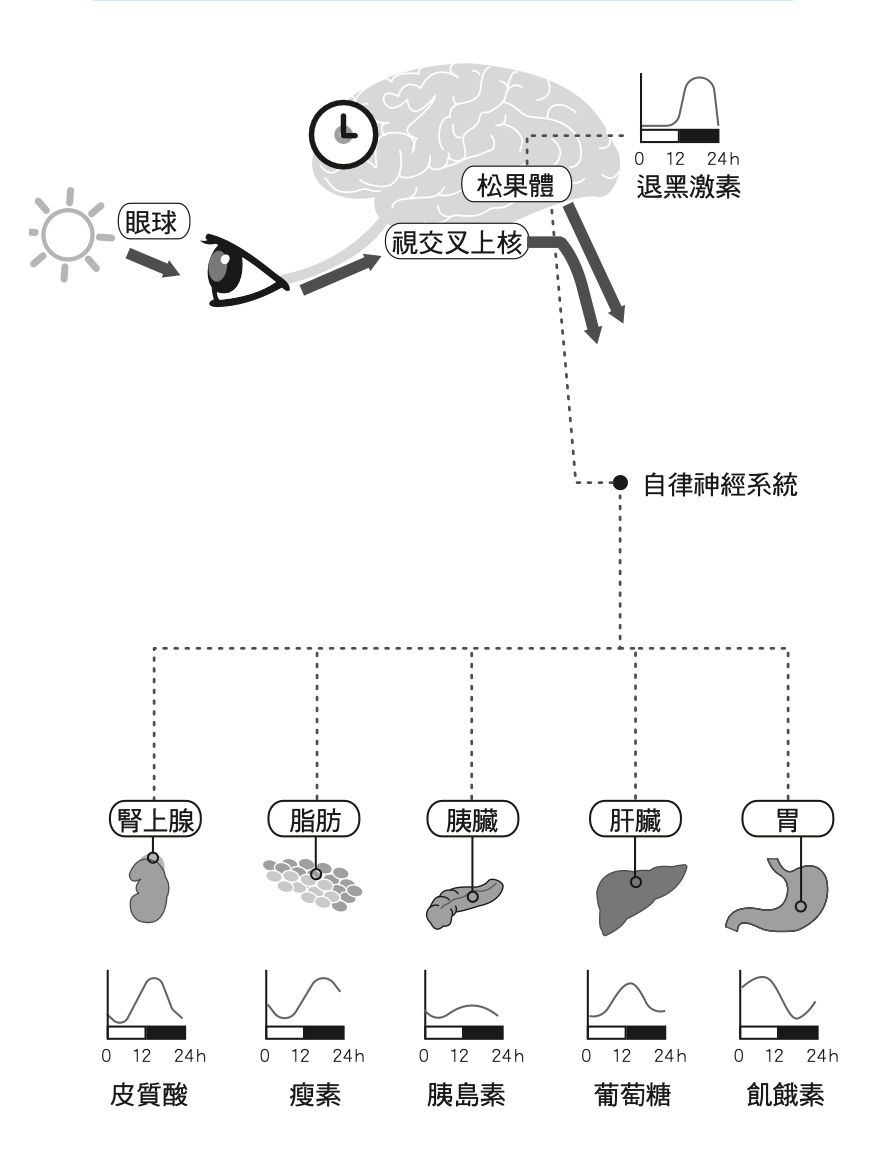 陽光調控生理時鐘